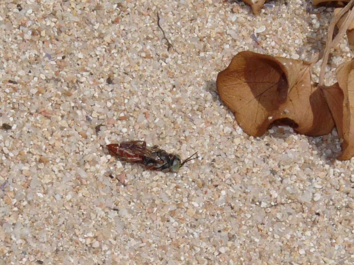 Occhioni di zolfo: Tachysphex incertus rufiventralis